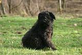 BOUVIER DES FLANDRES 429